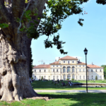 Platano Tesoriera Alberi Monumentali