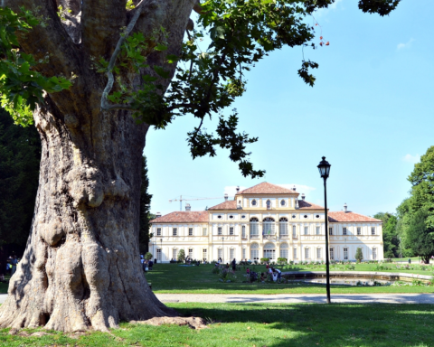Platano Tesoriera Alberi Monumentali