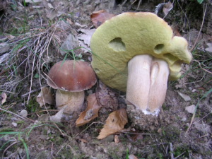 Biodiversità funghi
