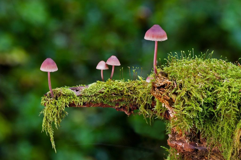 Biodiversità collina torinese funghi