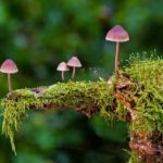 Biodiversità collina torinese funghi