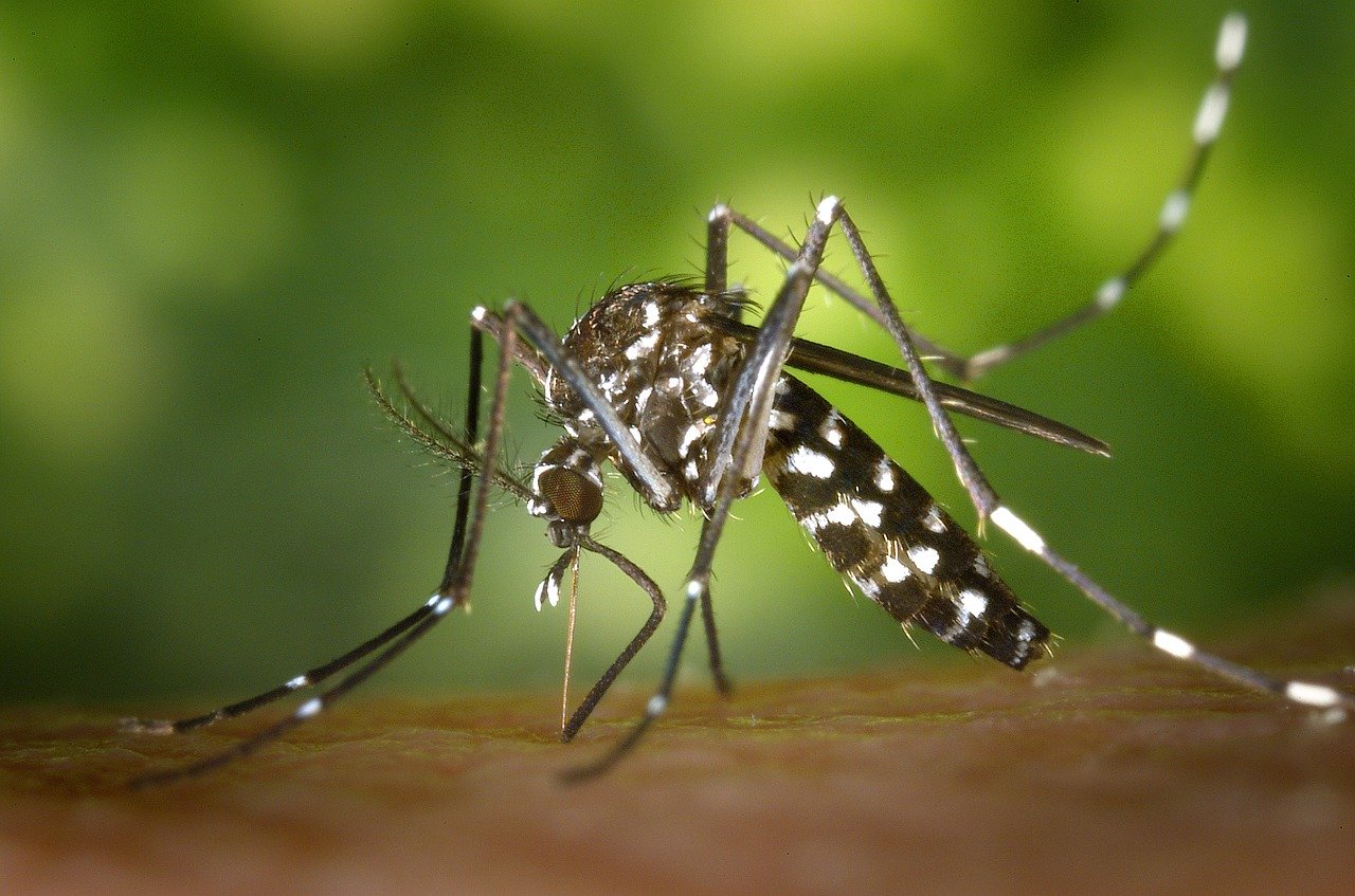 Zanzare IPLA