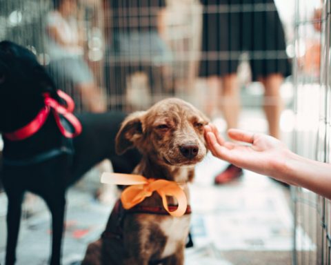 gentilezza cane accarezzato