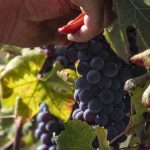 barolo