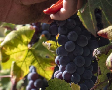 barolo