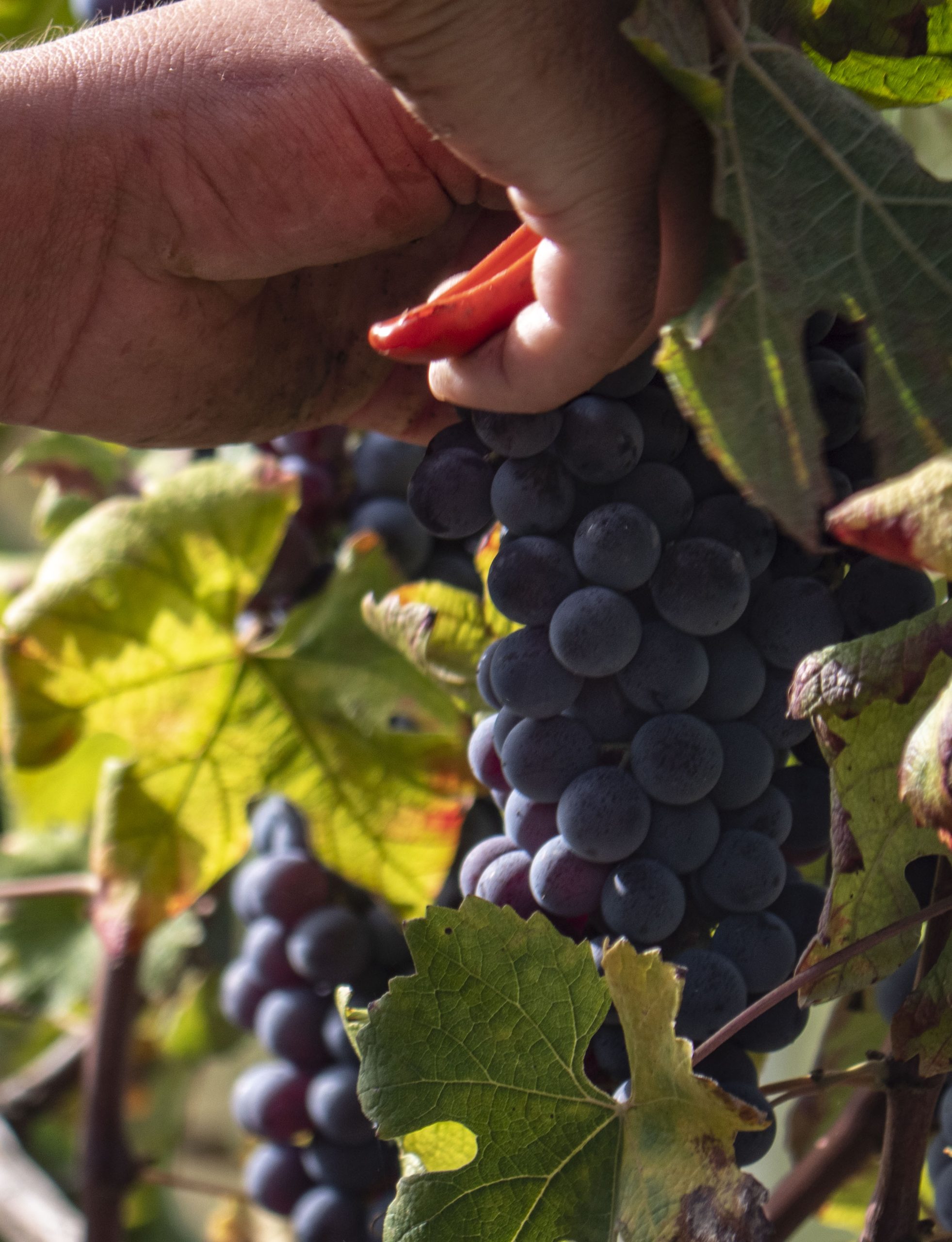 barolo